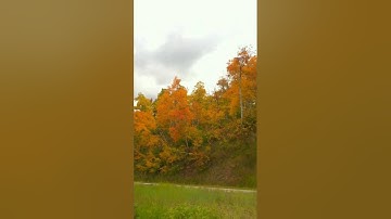 Shimmering Quaking Aspen www.OurGardenGate.com