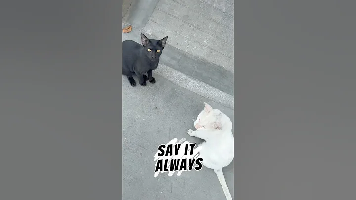 Watch the video about SAY IT ALWAYS | White and Black Cat Moment | #fyp #trending #cutecat #viral