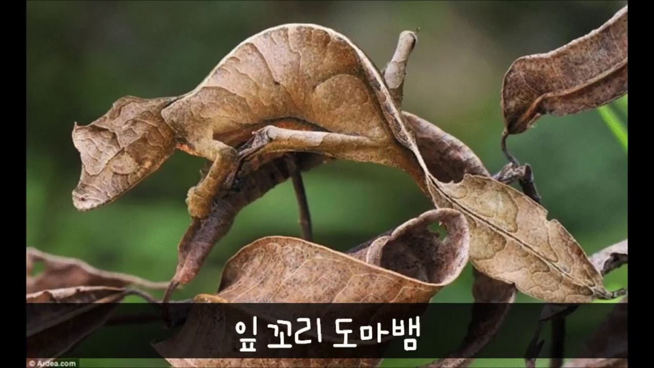 동물들의 쩌는 위장술 - YouTube