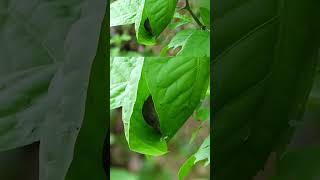 This Bird Can Actually Sew? It’s Not Just a Name!