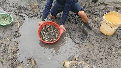 Giải cứu cá rô đồng (T77) hàng triệu con cá là có thật 