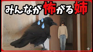 【姉が来てこう…】サイコパスが廊下に現れるとまだカラスはこうなる…。20260214、カラス＆四つ足クインテット（仮）