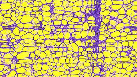 TouchDesigner Movies