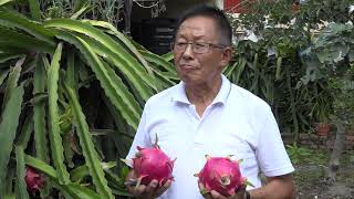 The first person to start dragon fruit farming in Nepal (Must Watch)