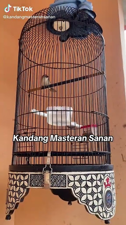 kicau Moli moli cigun cililin 01