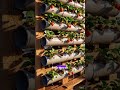 Así se cultivan fresas en la pared: más producción en menos espacio 🍓