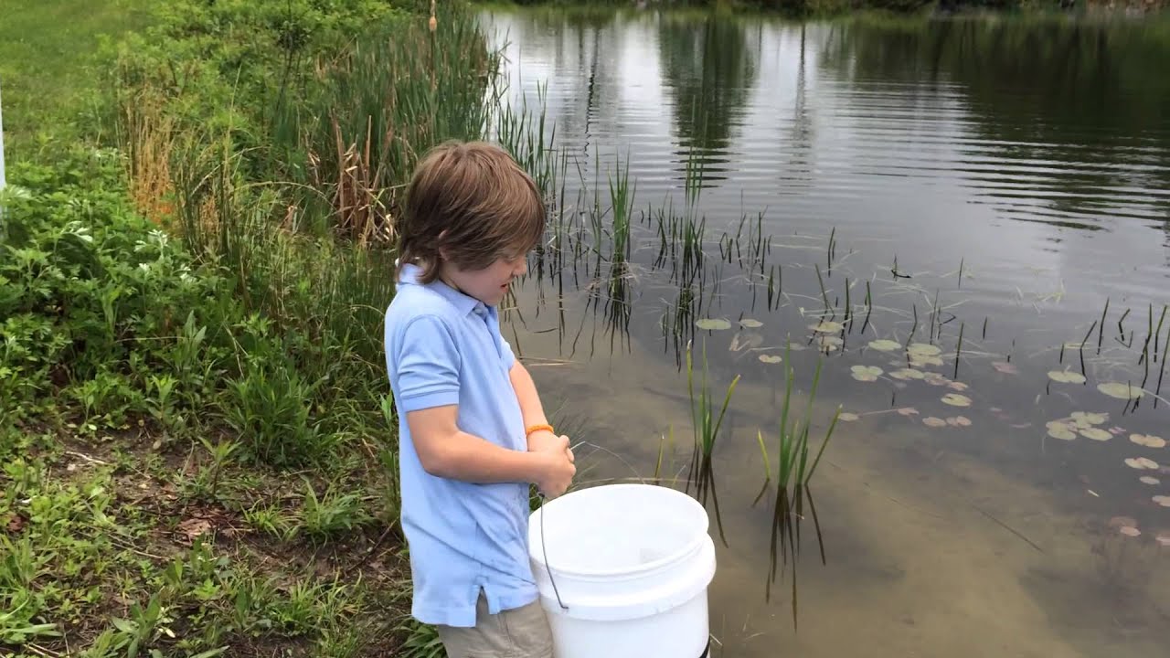 Trout Stocking at Lavender Pond Farm YouTube