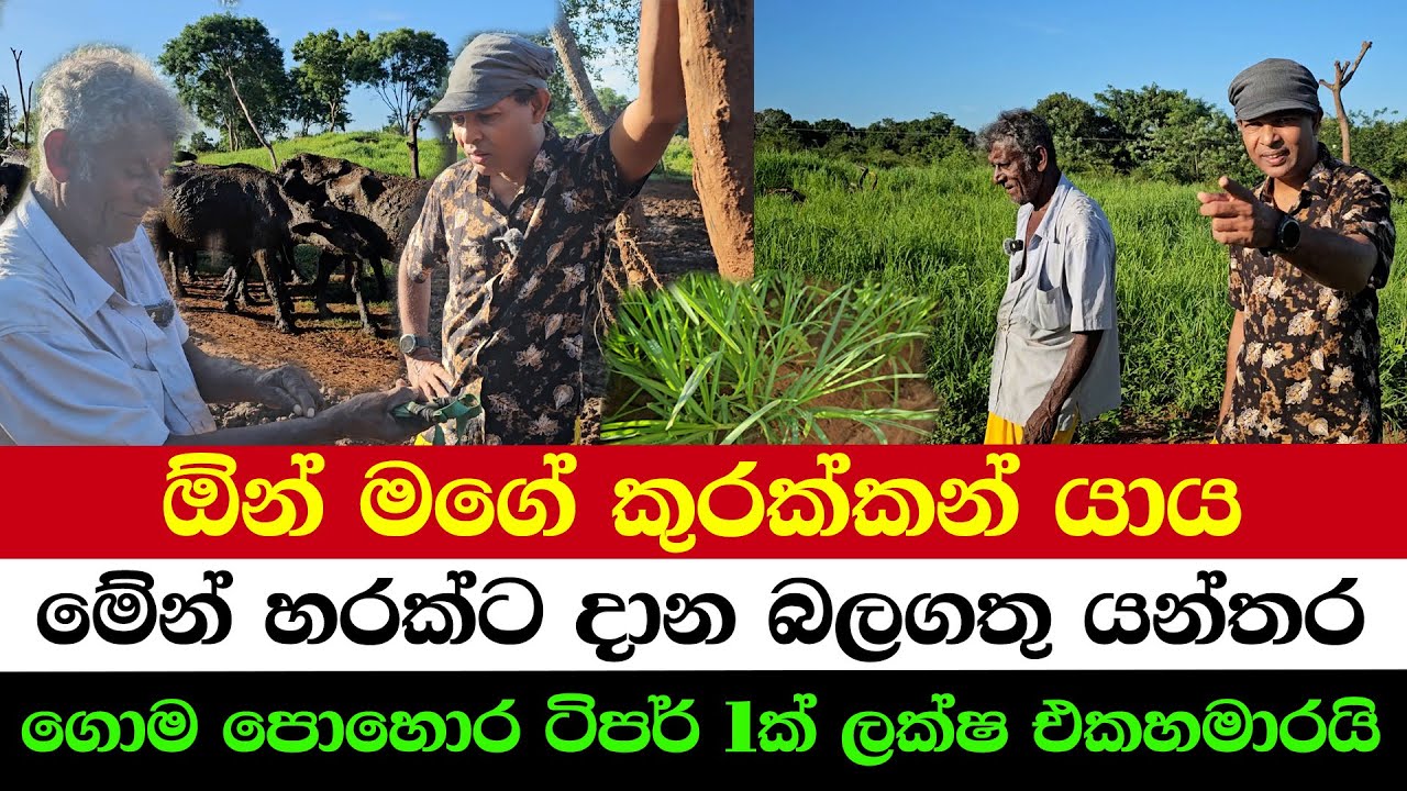 Heal Cow Diseases Naturally – No Medicine Needed |