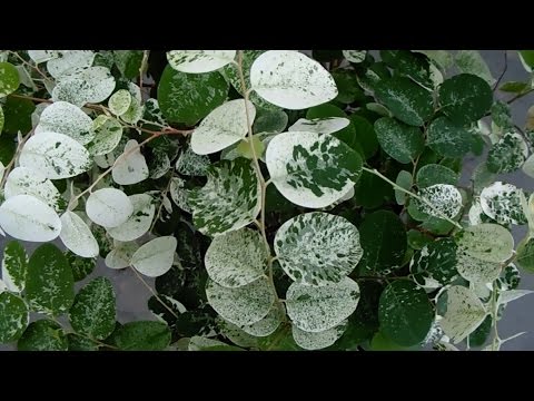 Video: Smukke Indendørs Blomster (55 Fotos): Brovallia Og Planter Med Dekorative Blade I Krukker