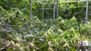 Application for Medical Cannabis Licenses Opens