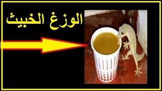 هذا ما يفعله الوزغ ( البرص ) الذي امر النبي ﷺ بالتخلص منه و و قتله الامراض التي ينقلها  !