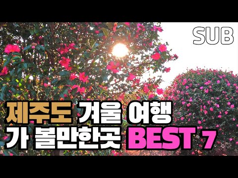 제주도 <strong>겨울</strong> 여행 꼭 가볼만한 곳 <strong>추천</strong> <strong>여행지</strong> 베스트 7 - 동백포레스트, 서귀다원, 신창풍차해안도로, 거린사슴전망대, 새별오름, 월령리 선인장 군락, 1100고지 습지 / 훈타민