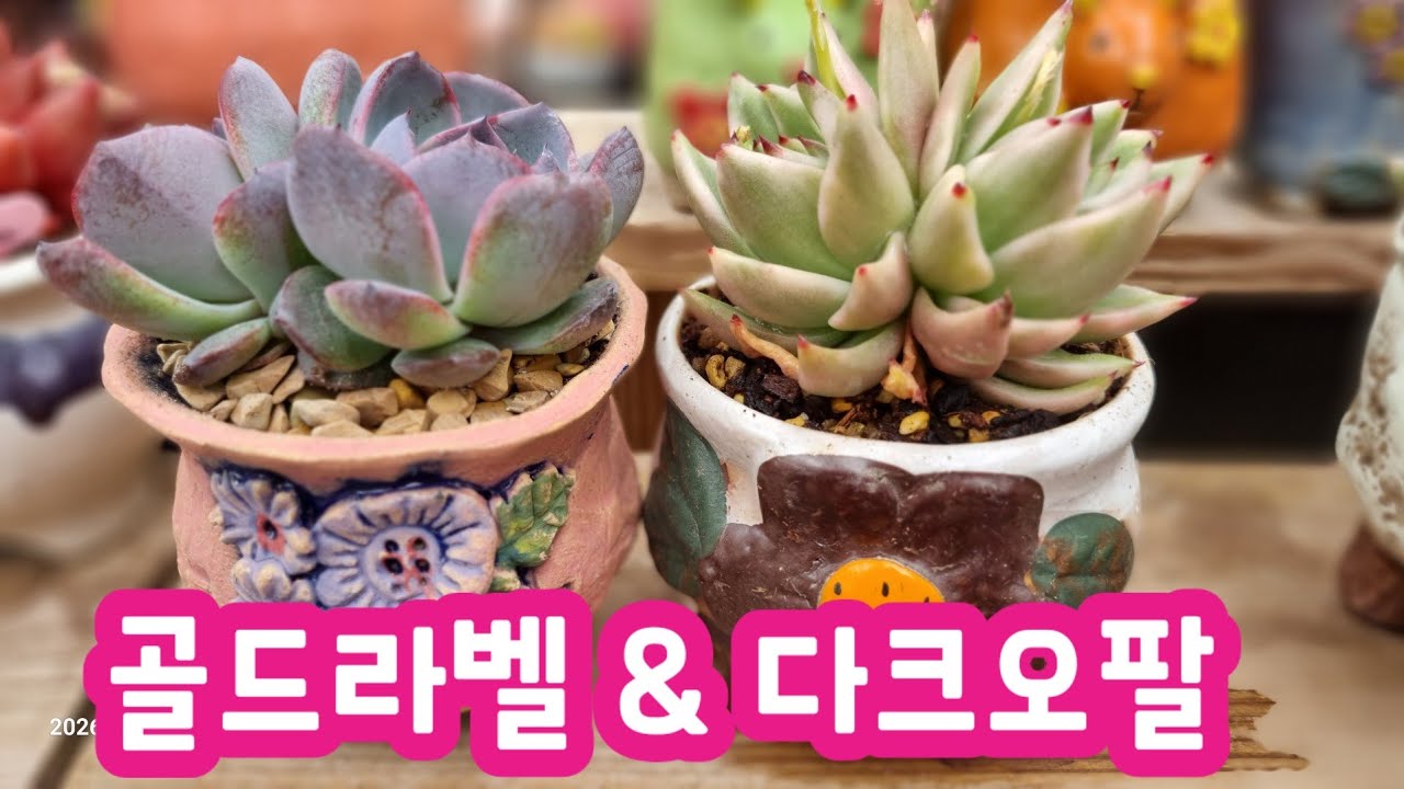 골드라벨& 다크오팔 분갈이