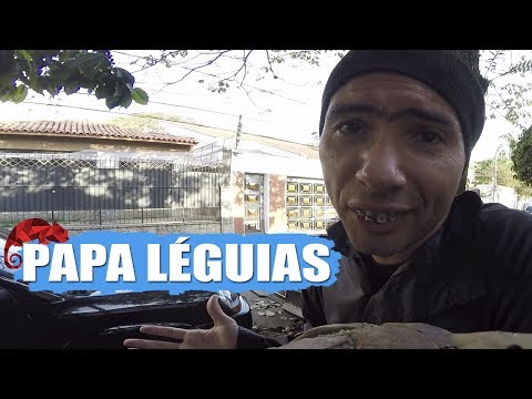 JACKSON FAIVE (MARCO LUQUE) -- PAPA LÉGUIAS
