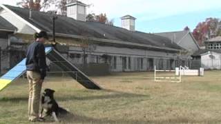 Town & Country Veterinary Hospital, Apex NC