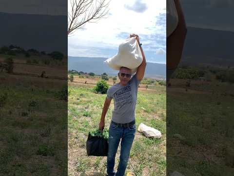 Farm Fresh Farm Life #jamaica