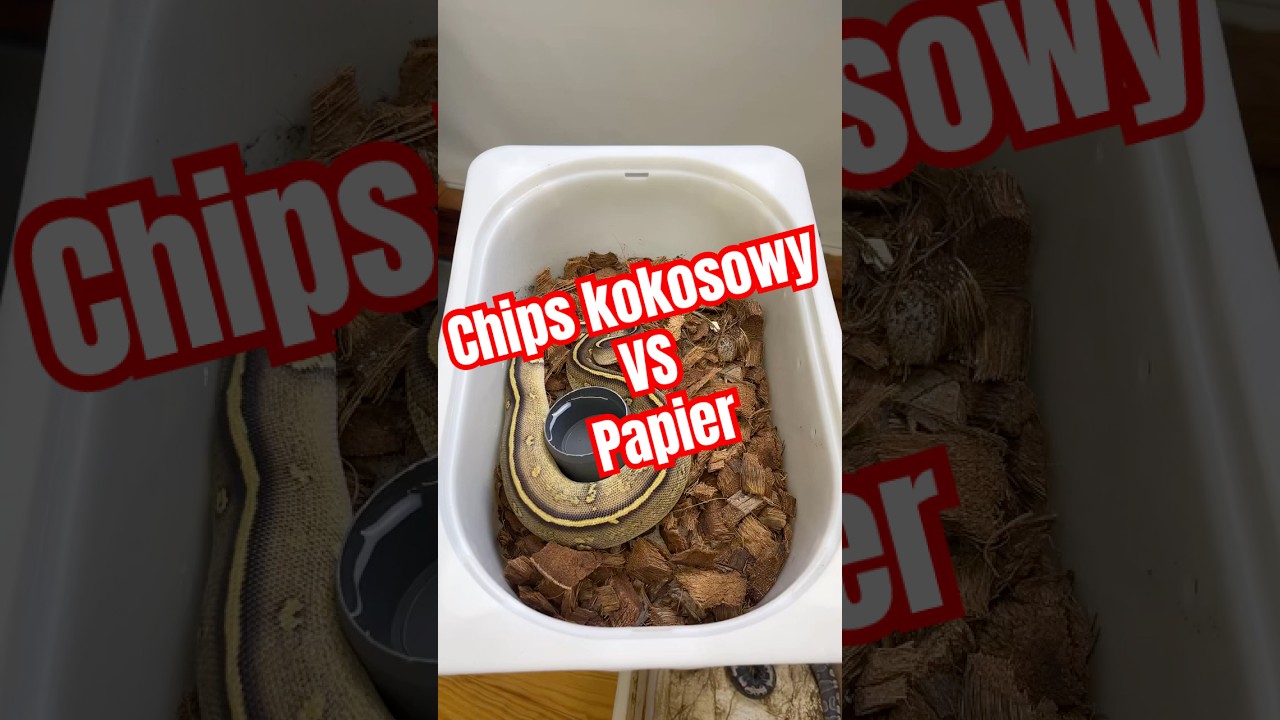 A ty co wolisz? #pythonregius #snake #pytonkrólewski #ballpython #papier #chips #cleaning  #hodowla