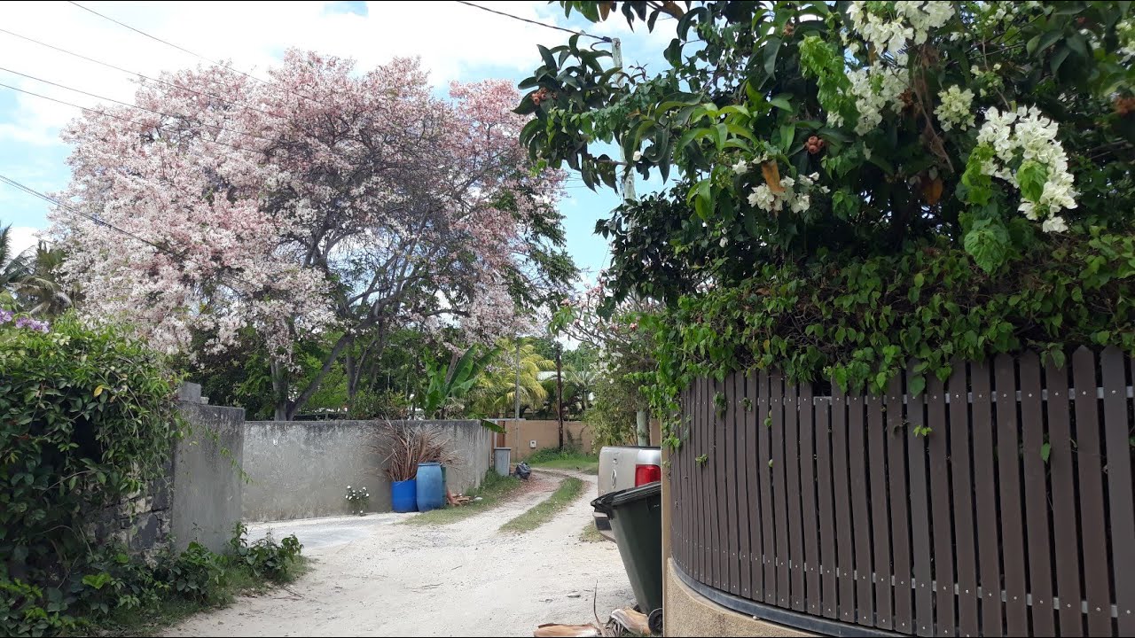 Walking in Flic-en-Flac (Mauritius)