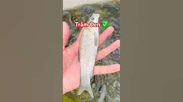 ✅ Cá Trắm Đen Giống mẫu đẹp từ trại #cagiong Miền Bắc (Hải Phòng) 0832288000 #giathuysan #fingerling