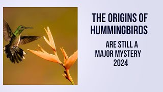 The Origins Of Hummingbirds Are Still A Major Mystery 2024