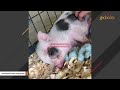 This pig might convince you they're just like dogs