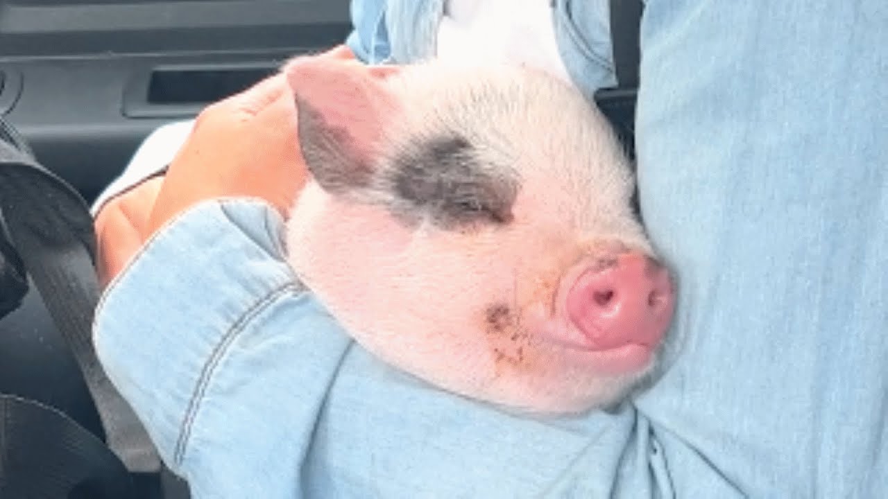 This pig might convince you they're just like dogs