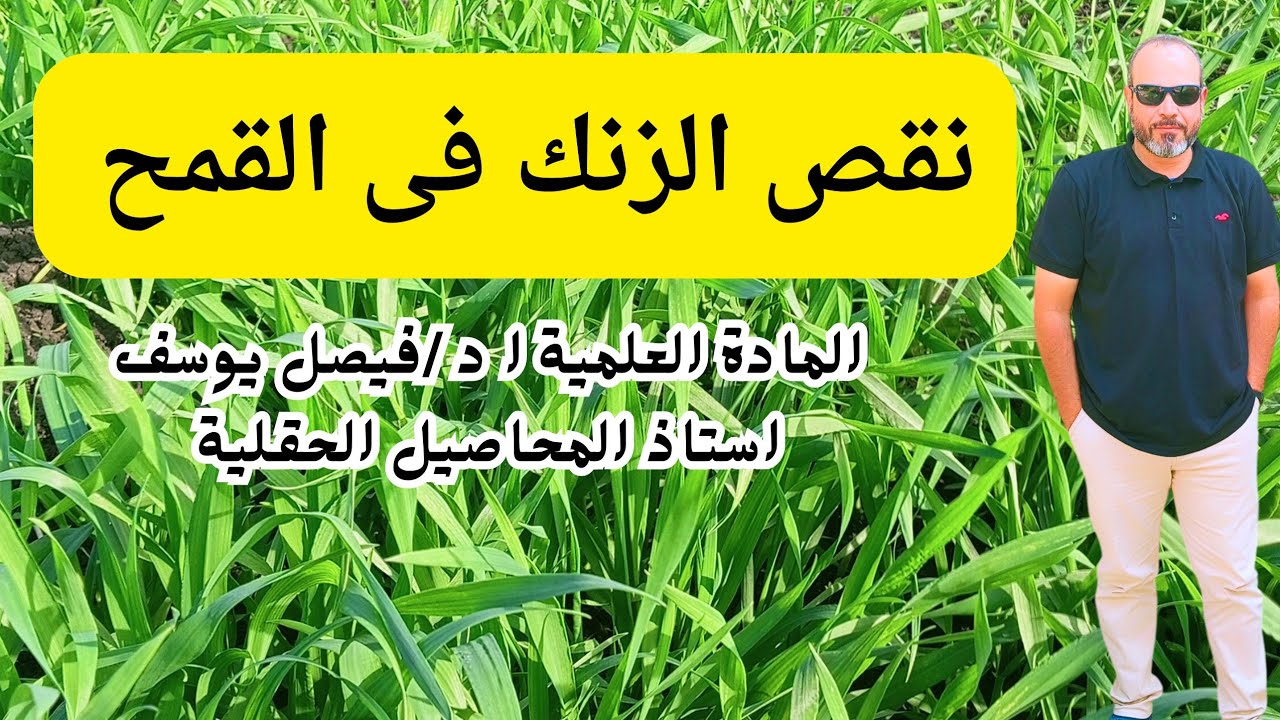 نقص الزنك في القمح vs التبقع السبتوري: كيف تفرق بينهما وتنقذ محصولك؟ 🌾⚠️🔍