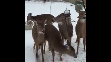 Ron sneezes and scares deer