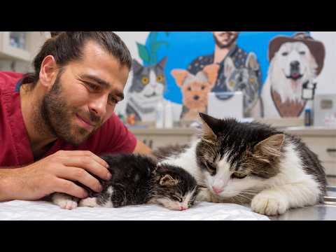These Kittens Were Attacked While Their Mother Was Away!