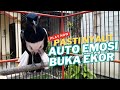 TERAPI MENTAL KACER ANDA AGAR CEPAT GACOR DAN BUKA EKOR !! PANCINGAN KACER AMPUH