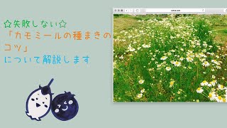 失敗しない！カモミールの種まきのコツを紹介します - YouTube