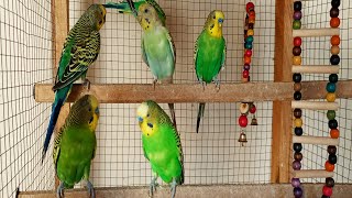 5 Hr Happy Singing & Eating Parakeet Budgies Birds, Reduce Stress of Lonely Quiet Birds by Beel Pet Budgie Sounds  504 views 10 days ago 5 hours, 1 minute