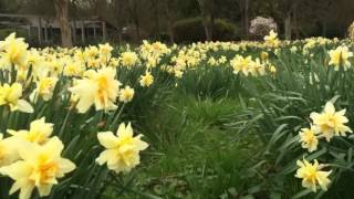 Leilani in the Flowers