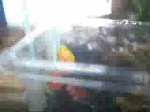 video phone beyonce mp3 How to set a Juv Pacman Tank