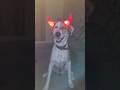 Bacha to Badshah - SNOOFY bhai🔥 #dog #growth #timelapse #transformation #love #trending #viralshort