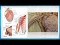 Miología Aplicado al Hombro Parte II  (CA)