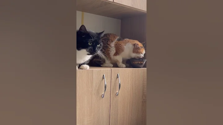 Video 10978411: cat cute sweet, funny cat, cat love