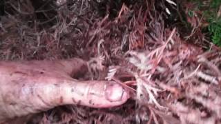 Emerald Green Arborvitae  Shrub Care Hagerstown MD Washington County MD
