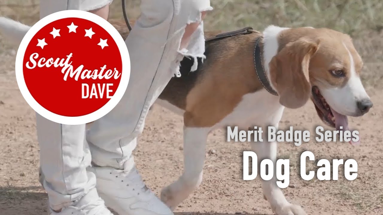 🐕 Dog Care Merit Badge Overview | ScoutMaster Dave