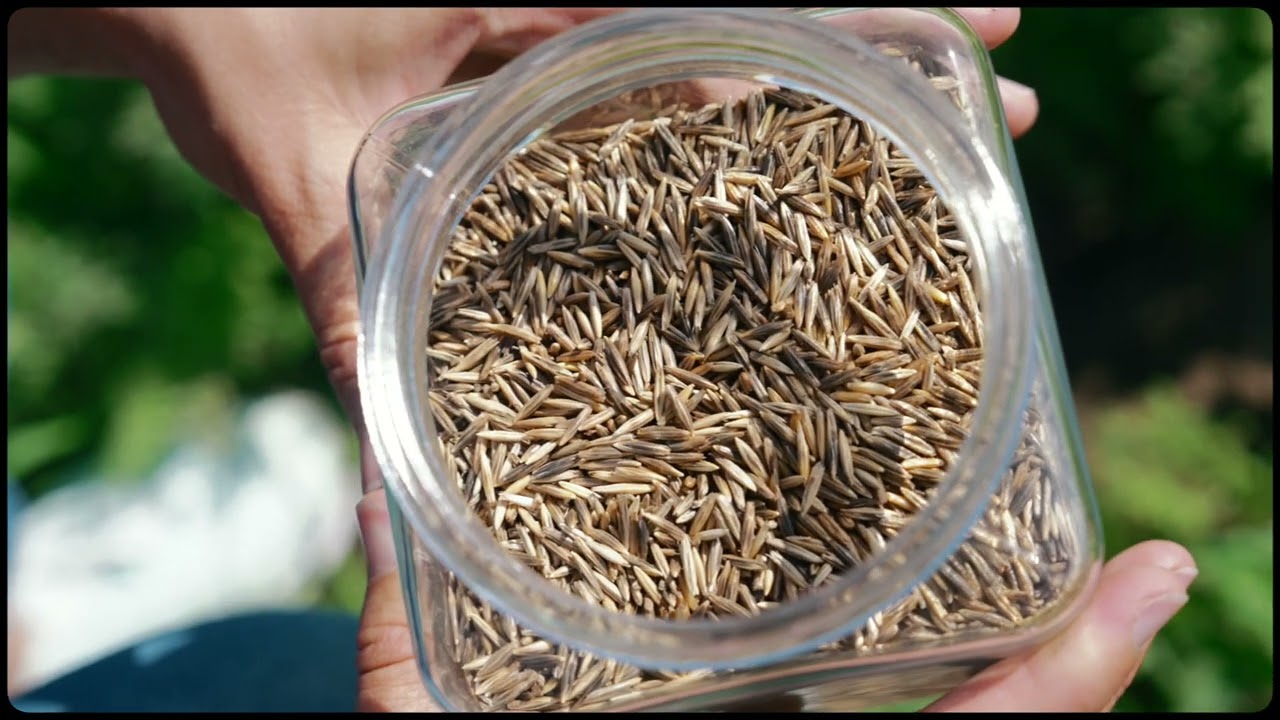 Sēklu maisījumi augsnes ielabošanai