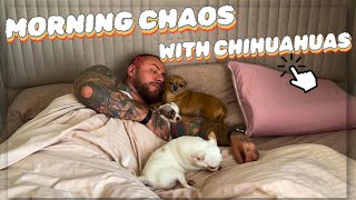 You Won’t Believe How Our Day Starts with 4 Chihuahuas…