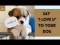 Top 10 Ways to Tell Your DOG You LOVE Them | Blush &amp; Laugh | 2021.