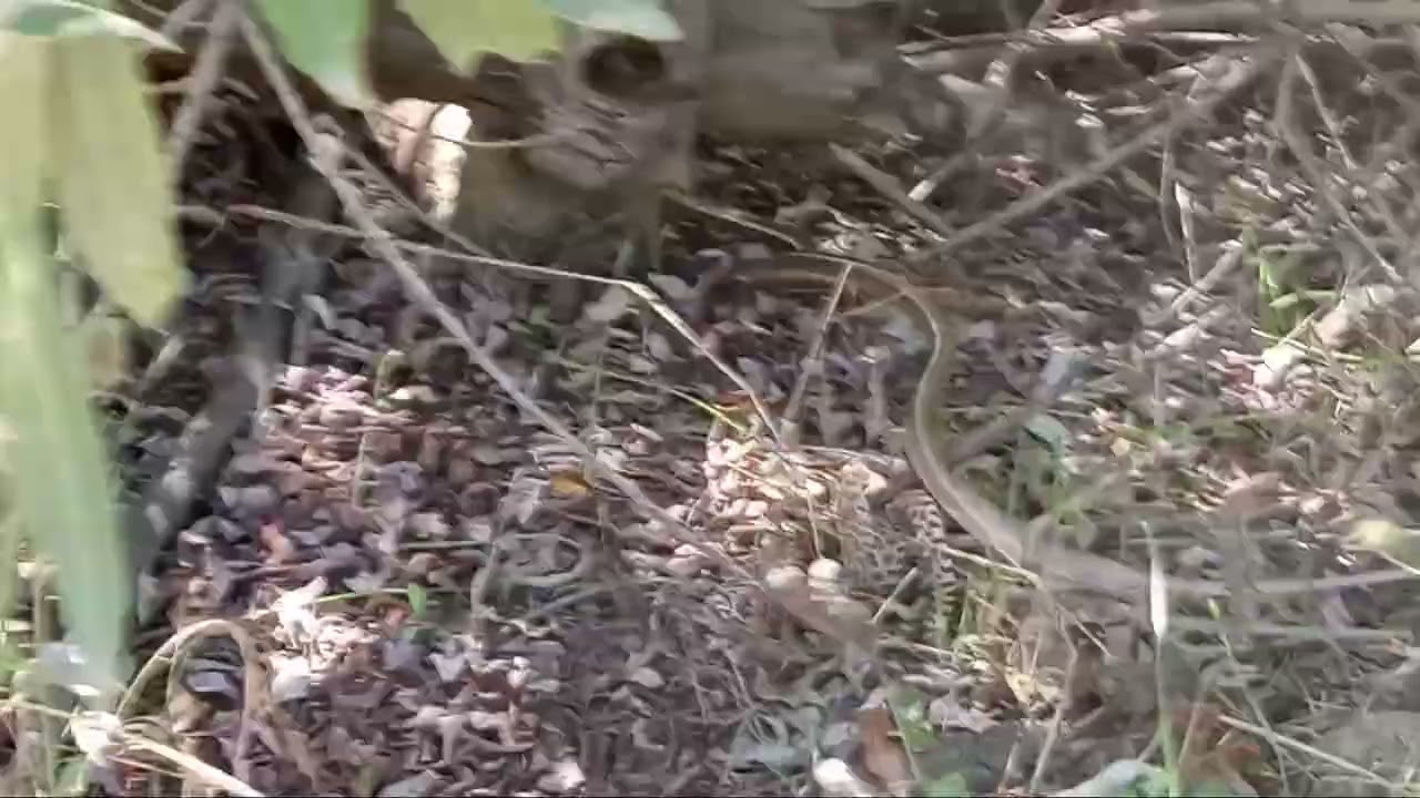 California Striped racer