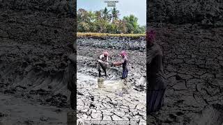 Manual Mud Lifting Shows Real Work Skill That Pays ⚒️ #soilwork
