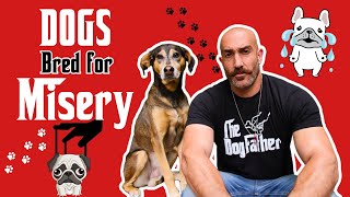 How We RUINED 🚫 These Popular DOG 🐶 Breeds in 100 Years