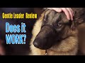 PetSafe Gentle Leader review with Hudson the German Shepherd