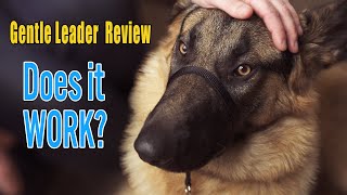 PetSafe Gentle Leader review with Hudson the German Shepherd