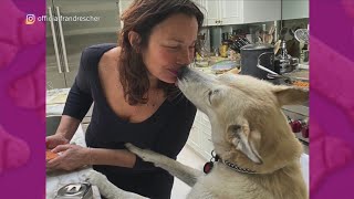 Furry Friends Seek Fur-Ever Homes | Clear the Shelters