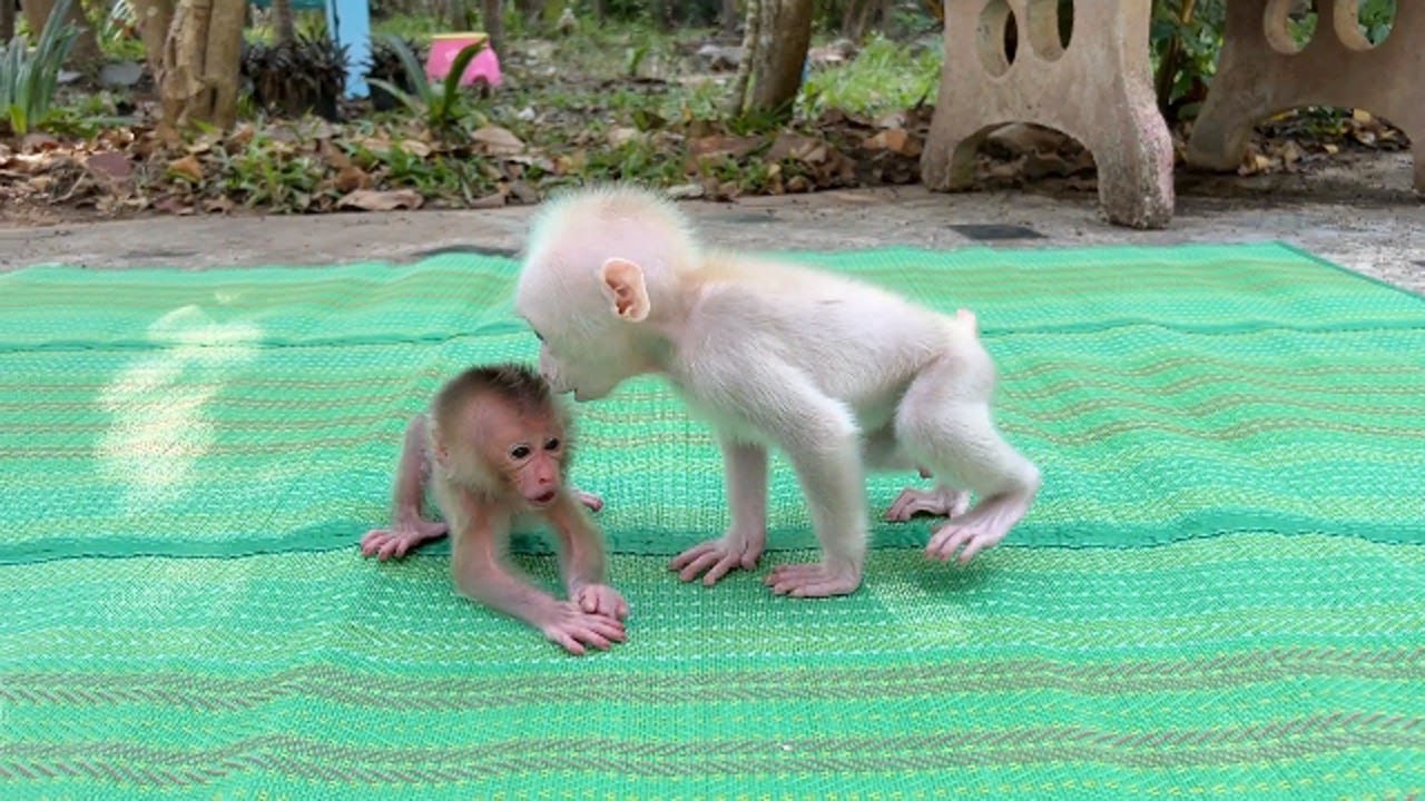 Innocent Titas Maoming Cr-y Scareee Bro Pavpav Nearby Him