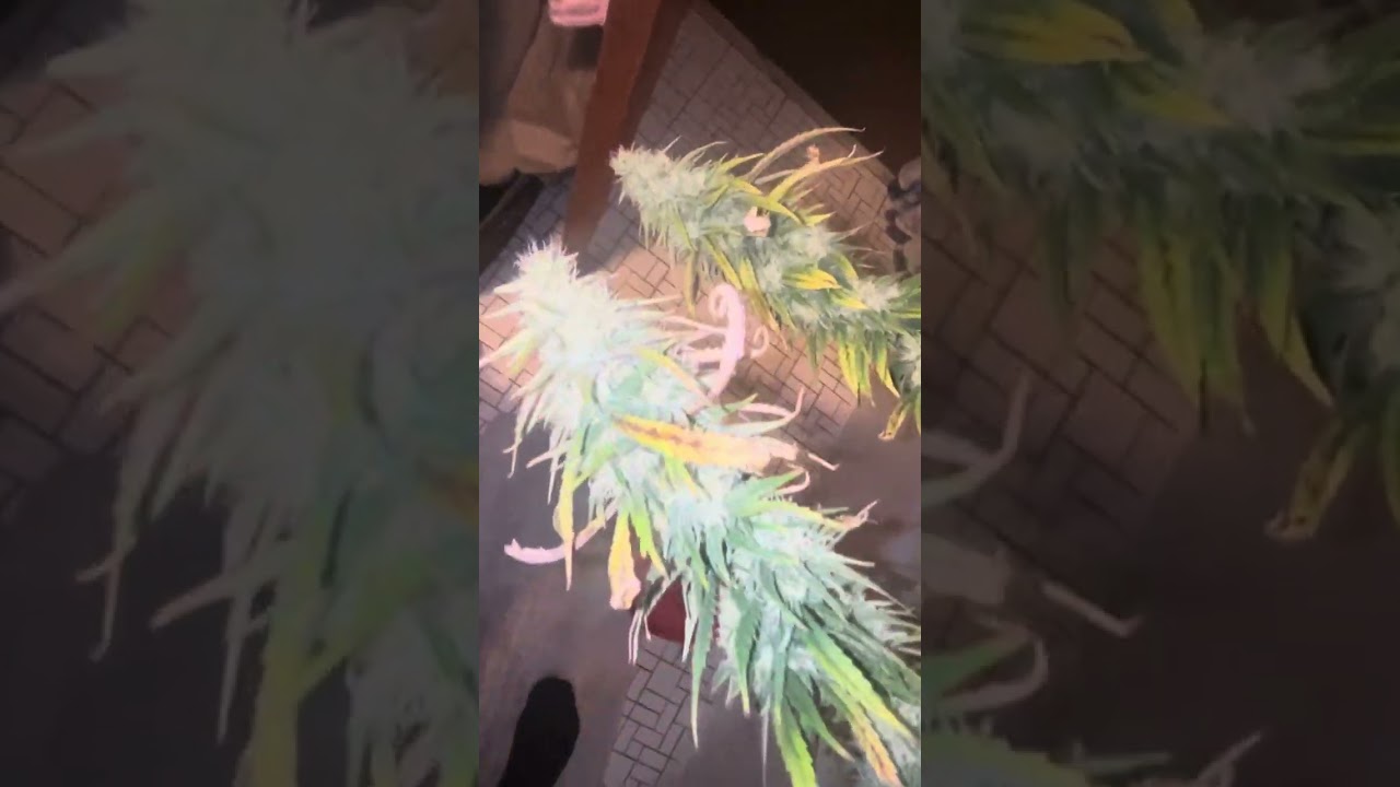 Half pound plant ilgm Hindu Kush